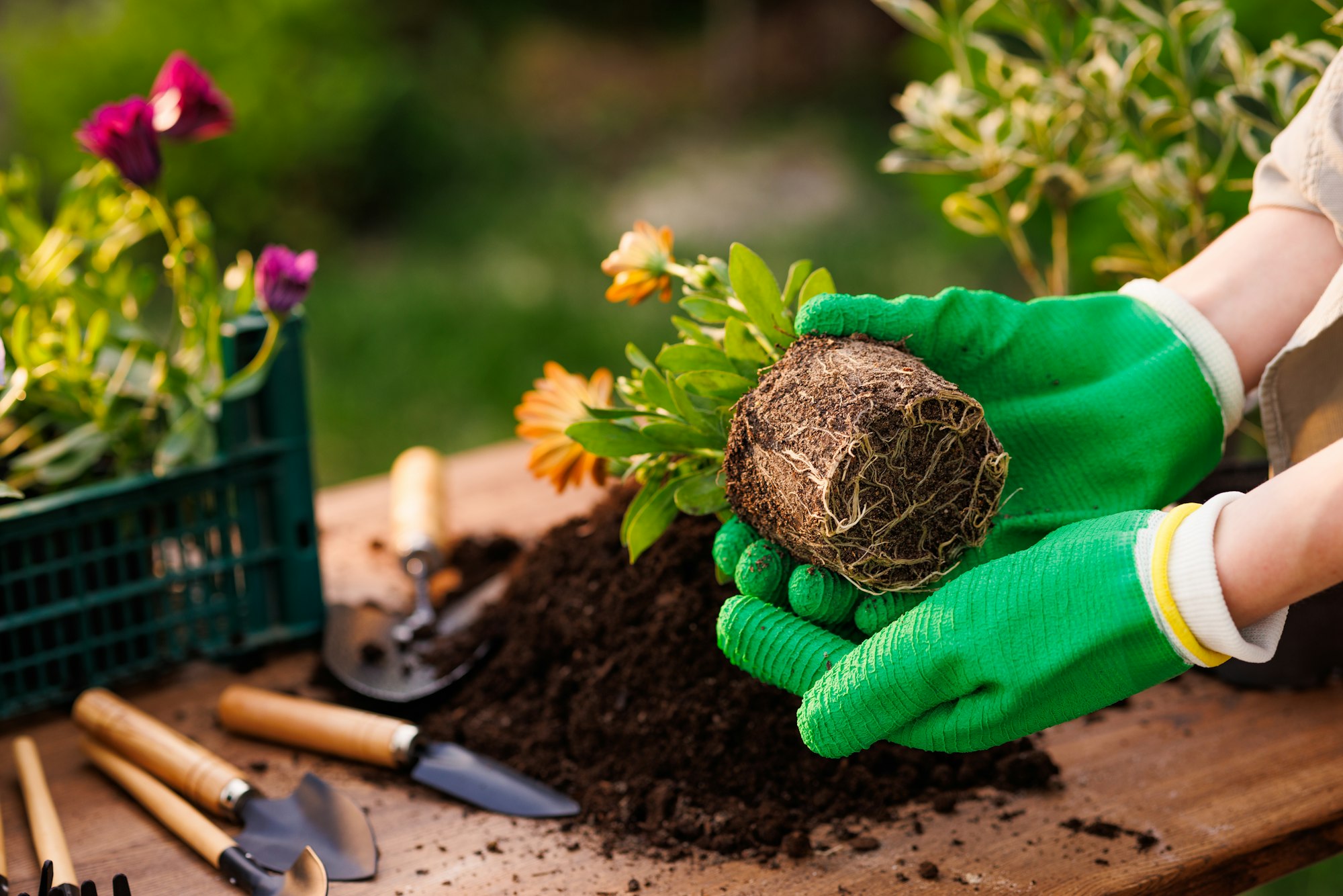 gardener plants flowers in the garden close-up, garden care, gardening concept
